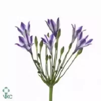 TRITELEIA RUDY 65cm