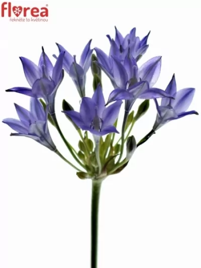 Triteleia TWILIGHT 65cm