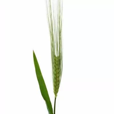 TRITICUM AESTIVUM 75cm