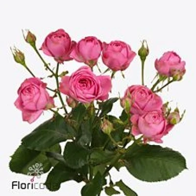 Růžová růže trsová GISELLE! 50 cm / 5+