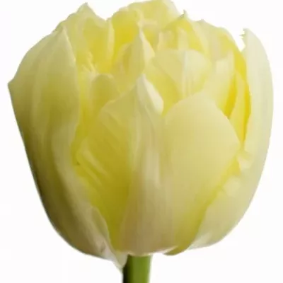 Tulipa DU AVANT GARDE