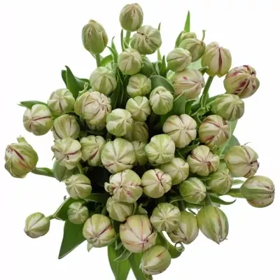 TULIPA DU CARNAVAL DE NICE 40g