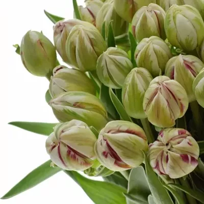 TULIPA DU CARNAVAL DE NICE 40g
