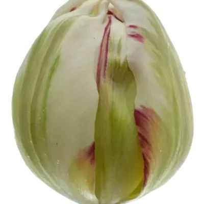 Tulipán DU CARNAVAL DE NICE 40cm/40g