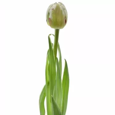 TULIPA DU CARNAVAL DE NICE 40g