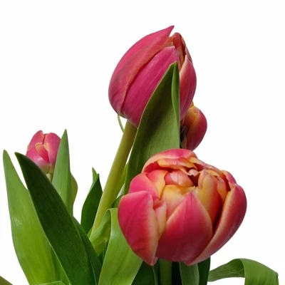 TULIPA DU COLUMBUS
