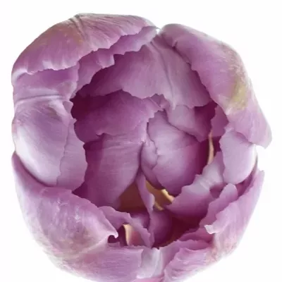 TULIPA DU DOUBLE PRICE 32cm / 28g