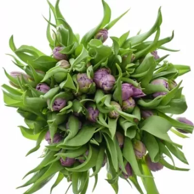 TULIPA DU DOUBLE PRICE 32cm / 28g