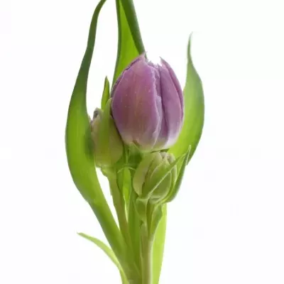 TULIPA DU DOUBLE PRICE 32cm / 28g