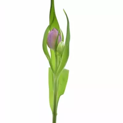 TULIPA DU DOUBLE PRICE 32cm/28g