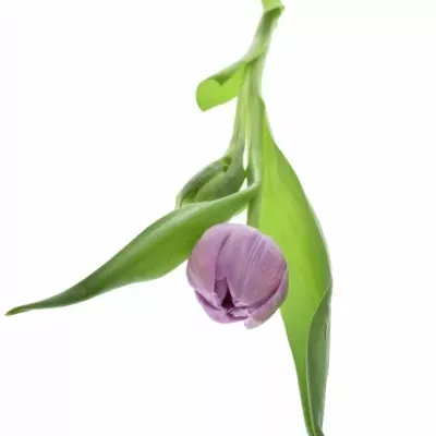 TULIPA DU DOUBLE PRICE 32cm / 28g