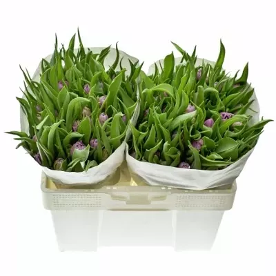 TULIPA DU DOUBLE PRICE 32cm / 28g