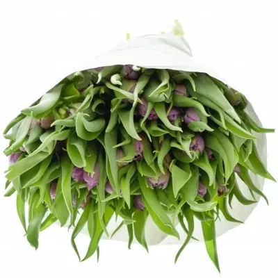 TULIPA DU DOUBLE PRICE 32cm / 28g
