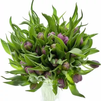 TULIPA DU DOUBLE PRICE 32cm / 28g