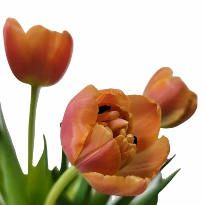 TULIPA DU ICOON 41cm/39g