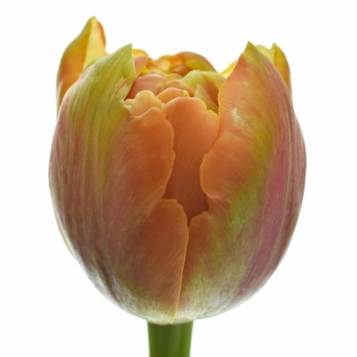 Tulipán DU ICOON 41cm/39g
