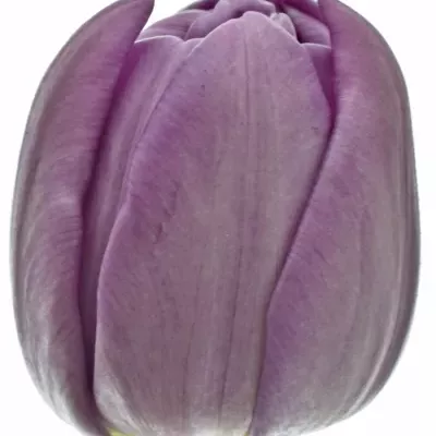 Tulipán DU KICKSTART 36 cm / 22 g