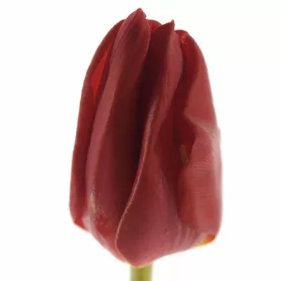 Tulipán DU LARGO 25cm / 24g