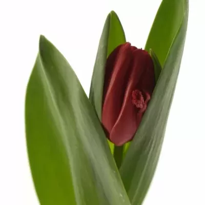 TULIPA DU LARGO