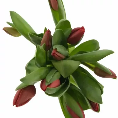 TULIPA DU LARGO