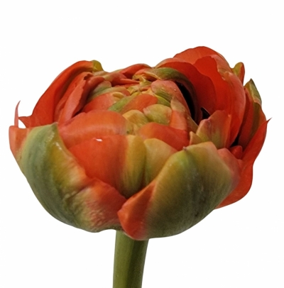 Tulipán DU MIRANDA 40cm/48g
