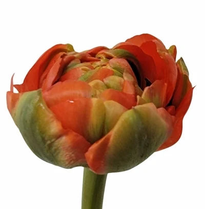 Tulipán DU MIRANDA 36cm/26g