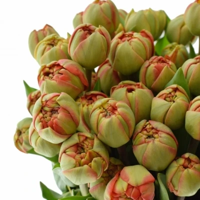 TULIPA DU MIRANDA 36cm/26g