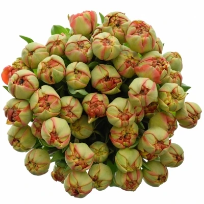 TULIPA DU MIRANDA 36cm/26g