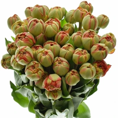 TULIPA DU MIRANDA 36cm/26g