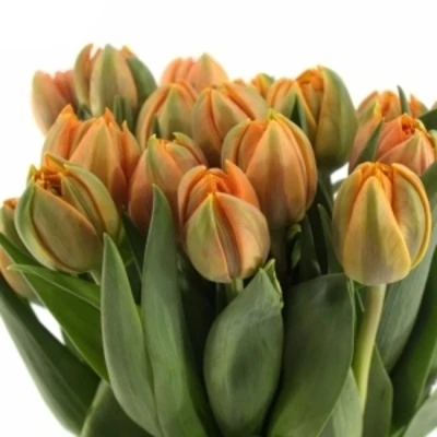 TULIPA DU ORANGE PRINCESS