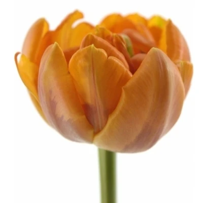 TULIPA DU ORANGE PRINCESS
