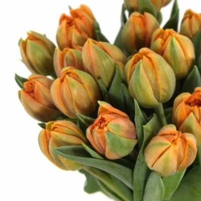 TULIPA DU ORANGE PRINCESS