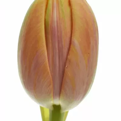 Tulipán DU PRINCESS UNIQUE 55cm/75g