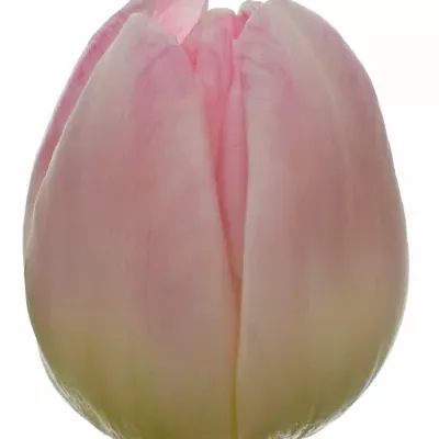 TULIPA DU UPSTAR 36cm/35g