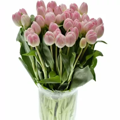 TULIPA DU UPSTAR 36cm/35g