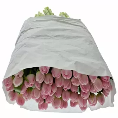 TULIPA DU UPSTAR 36cm/35g