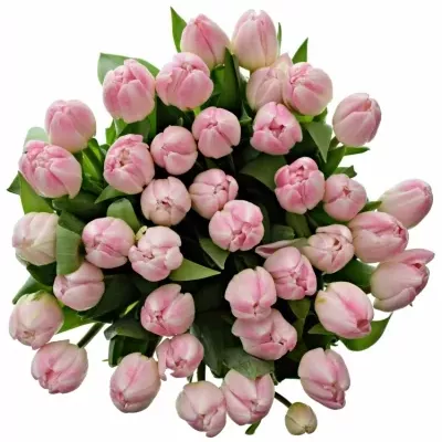 TULIPA DU UPSTAR 36cm/35g