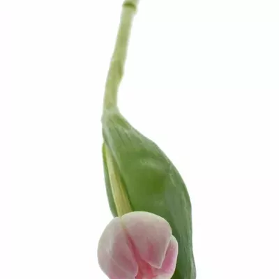 TULIPA DU UPSTAR 36cm/35g