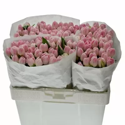 TULIPA DU UPSTAR 36cm/35g