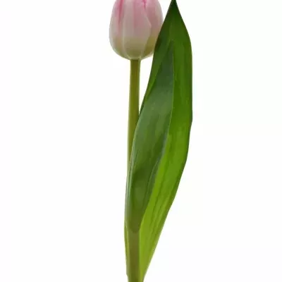 TULIPA DU UPSTAR 36cm/35g