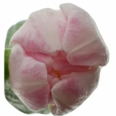 TULIPA DU UPSTAR 36cm/35g