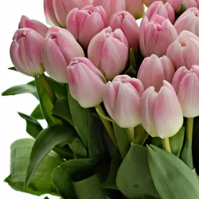 TULIPA DU UPSTAR 36cm/35g