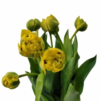 TULIPA DU YELLOW POMPENE