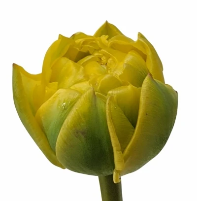 Tulipán DU YELLOW POMPENETTE 30cm/24g
