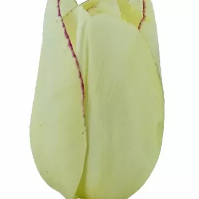 Tulipán EN AFFAIRE 37cm/27g