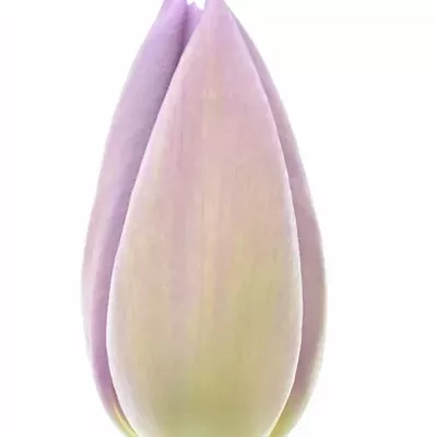 Tulipán EN ALIBI 35 cm / 32 g