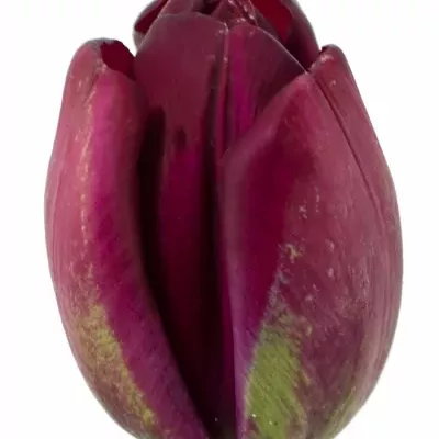 Tulipán EN ATTILA 38cm/44g