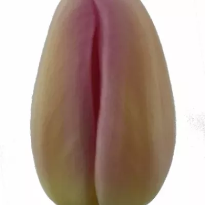 Tulipán EN BARCEL PINK 41cm/40g