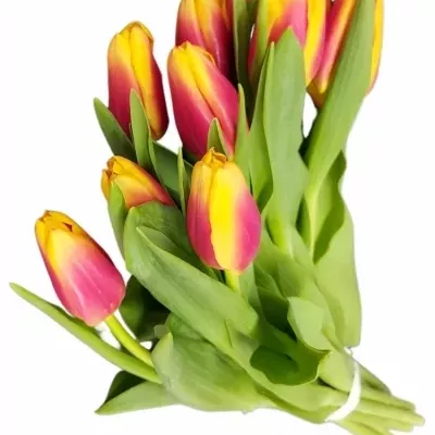 Tulipa EN BOMBITA