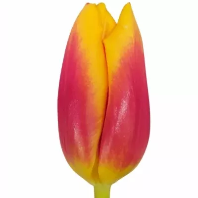 Tulipa EN BOMBITA